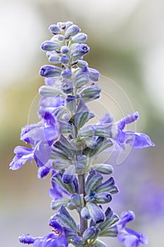 Blue Salvia flower, Salvia farinacea Benth-Mealy Cap Sage.