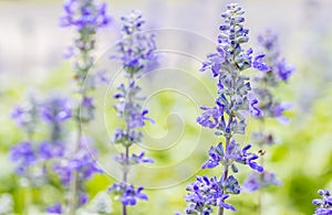 Blue Salvia flower, Salvia farinacea Benth-Mealy Cap Sage.