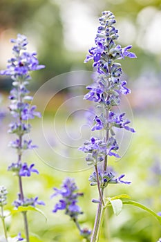 Blue Salvia flower, Salvia farinacea Benth-Mealy Cap Sage.