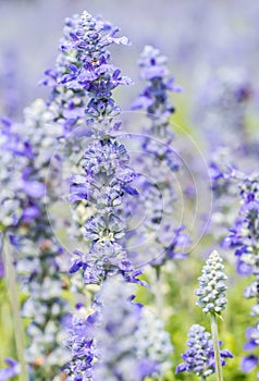 Blue Salvia flower, Salvia farinacea Benth-Mealy Cap Sage.