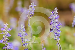 Blue salvia flower (salvia farinacea Benth) or Mealy Cap Sage fl