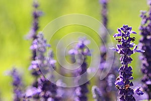 Blue Salvia Flowers basking in the sun