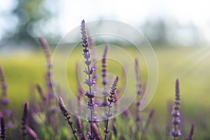 Blue Salvia flowers blooming in the field with blur background