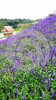 Blue salvia flowers blooming on natural background