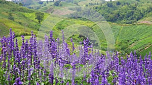 Blue salvia flowers blooming on natural background