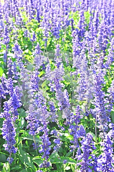 Blue salvia flowers are blossoming.