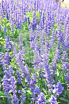 Blue salvia flowers are blossoming