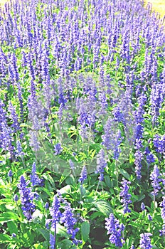 Blue salvia flowers are blossoming.