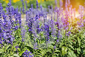 Blue salvia herbal flowers blooming in garden