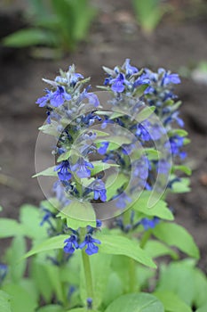 Blue salvia in macro shot showing its detail