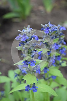 Blue salvia in macro shot showing its detail