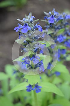 Blue salvia in macro shot showing its detail