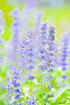 Blue Salvia,Mealy Cap Sage or Salvia farinacea Benth