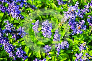 Blue salvia or Mealy Cup Sage