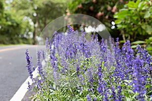 Blue salvia on roadside