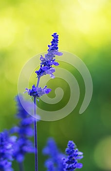 Blue Salvia (salvia farinacea) flower photo