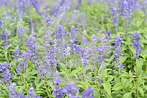 Blue salvia salvia farinacea flowers blooming in the garden selective focus