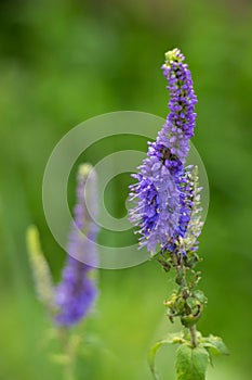 Blue Salvia Salvia Farinacea Flowers In The Meadow. Blooming Purple Field Flower In Green Background. Close Up Of Sage