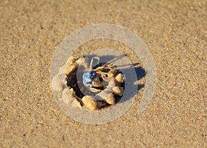 Blue Sand Crab