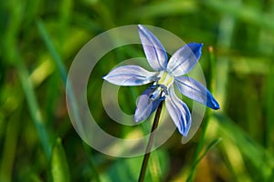 Blue scilla flower in the grass