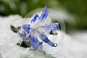 Blue scilla flower with snow