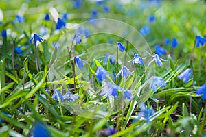 Blue scilla flowers blooming in green grass in early spring