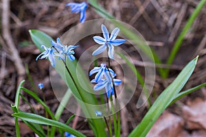 Blue scilla flowers closeup selective focus