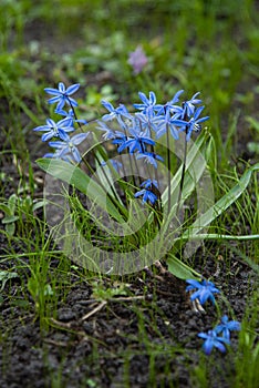 Blue scilla flowers on the green lawn (forest squills)