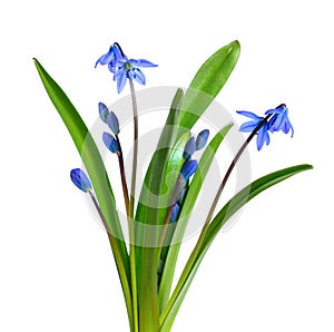 Blue Scilla flowers or Scilla siberica, Squill. Isolated on whit