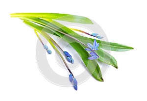 Blue Scilla flowers or Scilla siberica, Squill. Isolated on whit