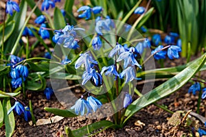 Blue scilla flowers Scilla siberica or siberian squill photo