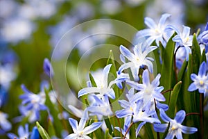 Blue Scilla siberica