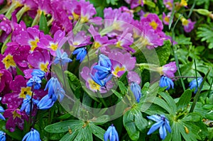 Blue scilla siberica flower in springtime in the garden