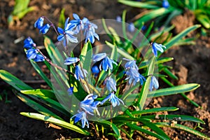 Blue scilla siberica or scilla siberica early flowers. In the sun