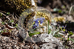 Blue scilla siberica in spring photo