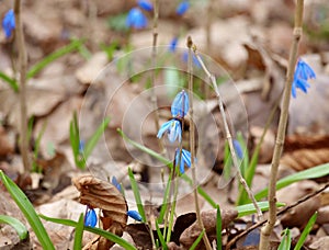 blue scilla in spring