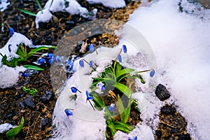 Blue scillas in the snow close-up. Spring flowers in melting snow