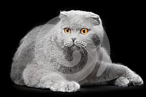 Blue scottish fold cat on black background