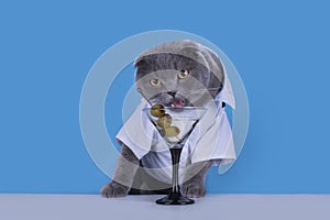 Blue Scottish Fold cat is drinking a cocktail