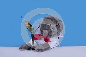 Blue Scottish Fold cat is drinking a cocktail