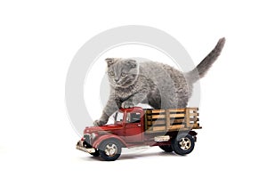 Blue Scottish Fold Domestic Cat, 2 Months Old Kitten playing with Truck Toy