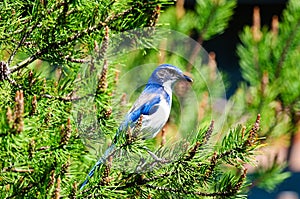 Blue Scrub Jay