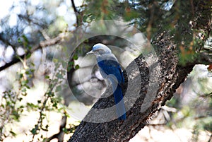 Scrub jay Aphelocoma californica in Grand Canyon, Az, USA