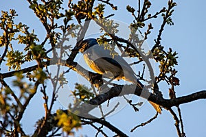 Blue scrub jay bird on a branch