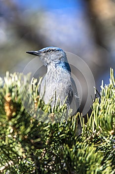 A blue scrub jay bird in tree