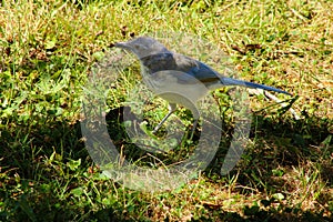 Blue Scrub Jay in Grass 01