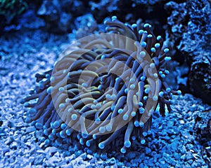 A Blue sea anemone in a similar blue background.