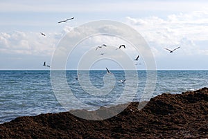 blue sea and flying seagulls over algae