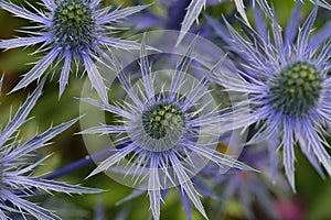 Blue Sea Holly