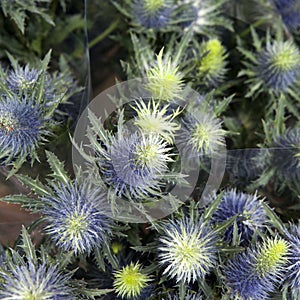 Blue Sea Holly